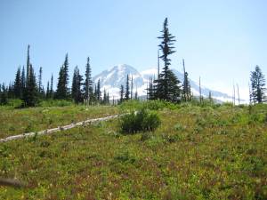 Between Golden Lakes and North Puyallup