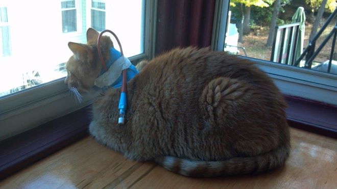 Even dying cats like watching squirrels