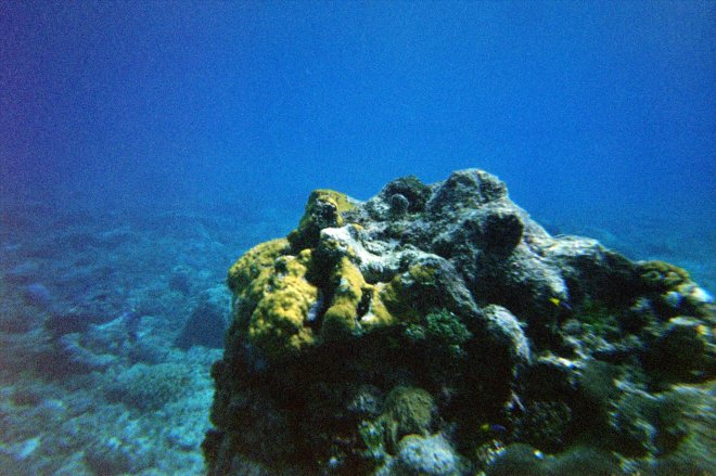 Cozumel reefs