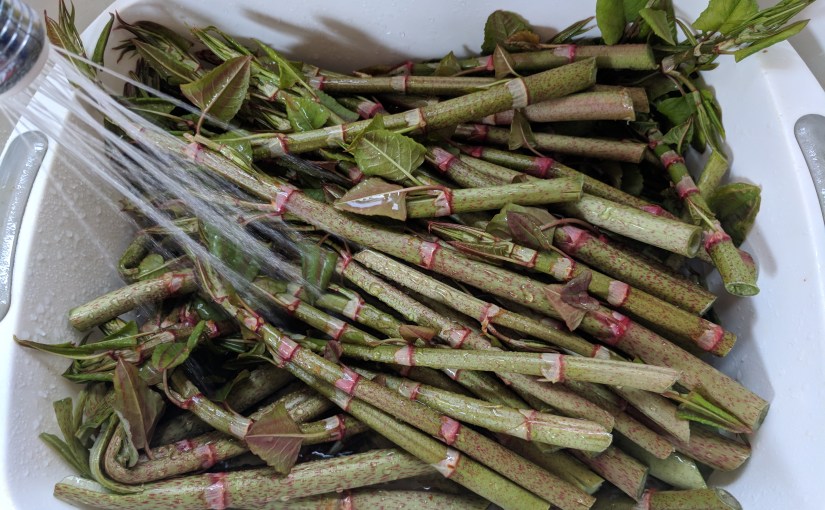 Beebop a reebop a Japanese Knotweed&nbsp;preserve