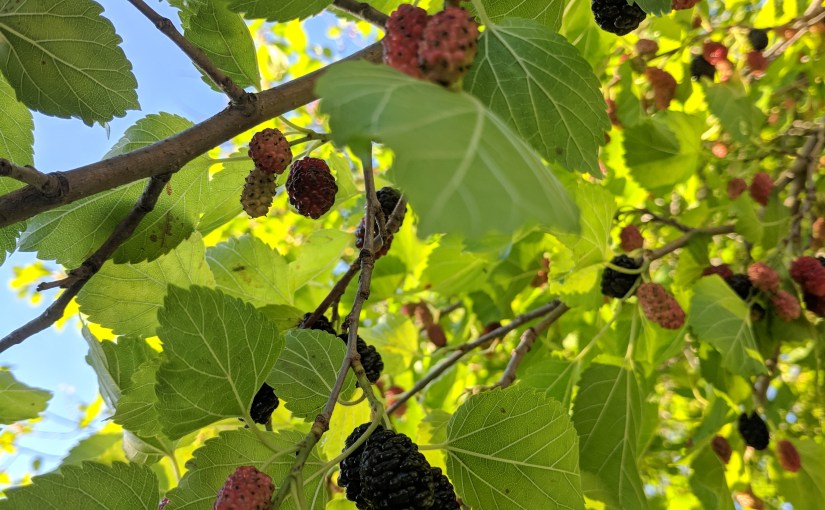 All around the mulberry&nbsp;bush
