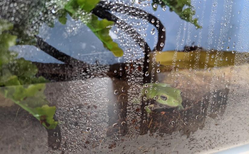 The Arrival of Mr.&nbsp;Lickums