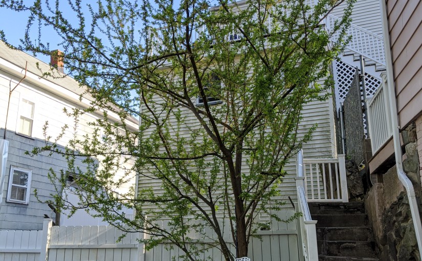 Plums and Paw&nbsp;Paws