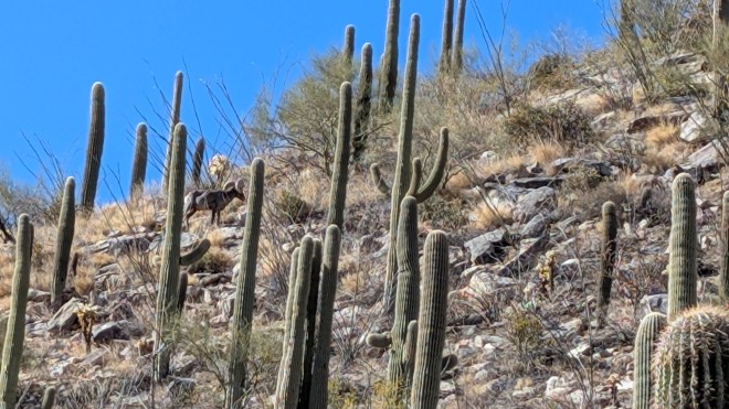 A rather pixelated photo of a hillside covered with saguaro cactus. You can just barely make out the shape of a big horn sheep on the hill.
