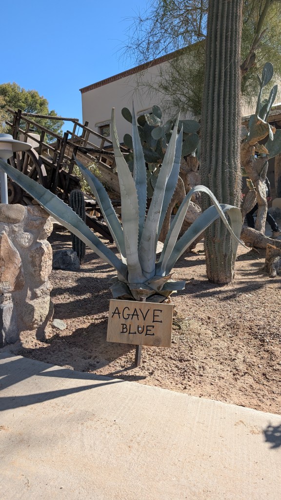 A blue agave plant with a wooden label in front of it