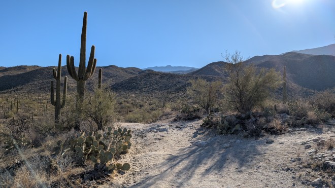A dusty trail in the Sonoran desert with clear blue skies, saguaro and creosote bushes.