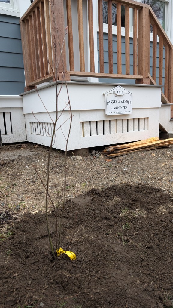 A tiny sapling planted in a barren yard