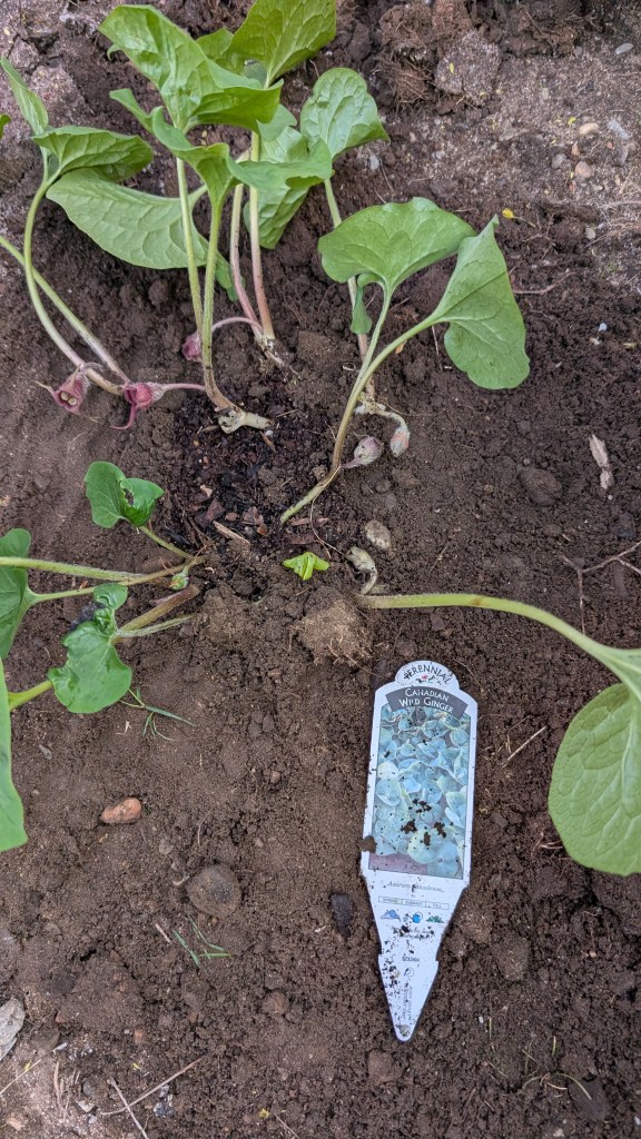 A recently transplanted Canadian Ginger with the card. You can see some neat low flowers.
