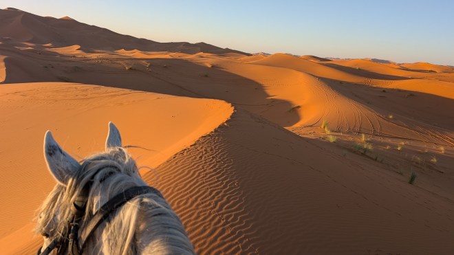 Red sand dunes with stark evening shadows, and the neck and ears of a white horse