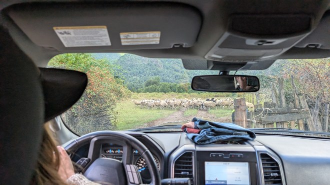 A whole bunch of sheep seen through the windshield of a truck.