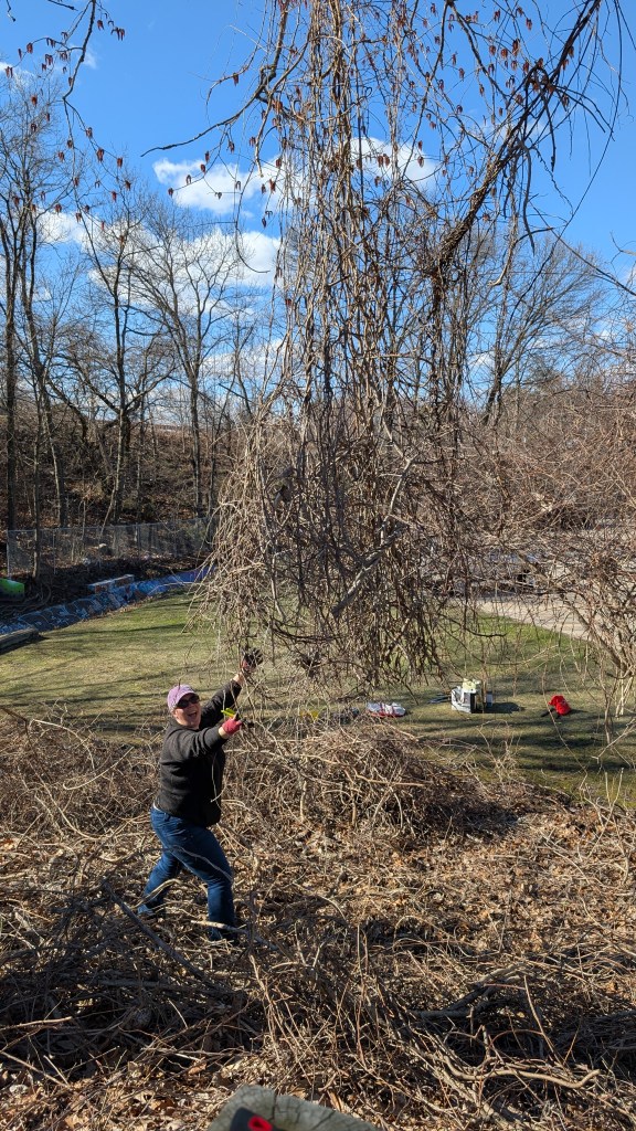 A woman stands under a huge ball of hanging invasive oriental bittersweet