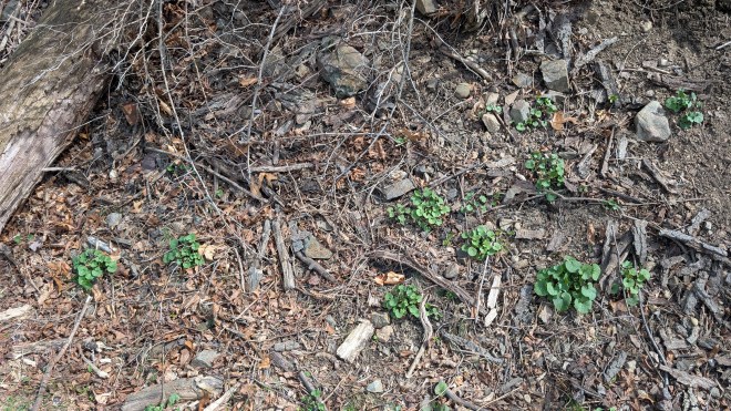 The invasive garlic mustard in situ - it's a biennial, and I think this is year 1. I pulled 'em up from the roots.