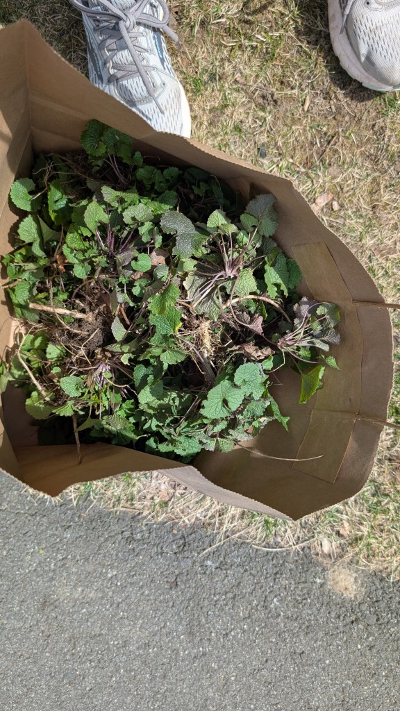 A bag full of garlic mustard